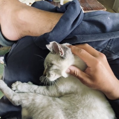 eezat galaxy Front Cover