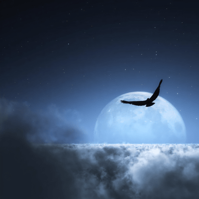 Fly (feat. MALACIA) Front Cover