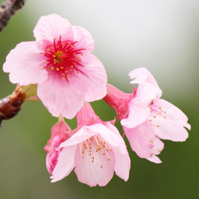 Cherry blossom named of yours Front Cover