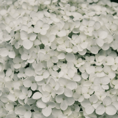 rendezvous Front Cover