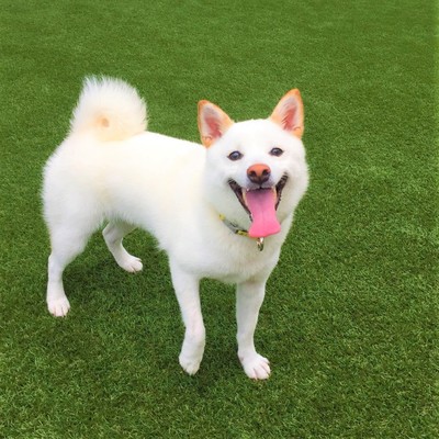 小麦むぎむぎのジャケット写真