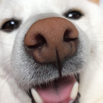 小麦むぎむぎむぎのジャケット写真