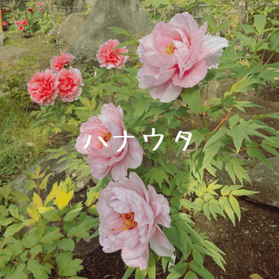 Hanauta Front Cover