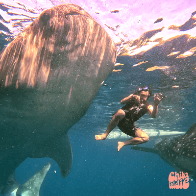 シャンメリーのジャケット写真