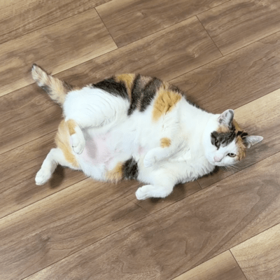 3 Things Cats Do Only for People They Appreciate Front Cover