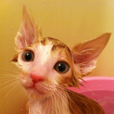 Three Shocking Things I Learned After Getting a Cat Front Cover