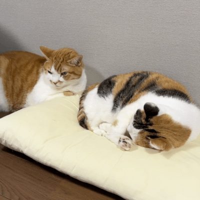 Why, Why, Why, Why, Whyyy ~My Pillow Over the Cat Cushion~ Front Cover