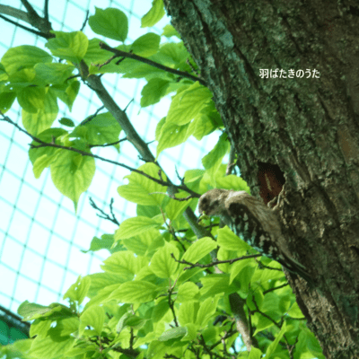 The song of Habataki Front Cover