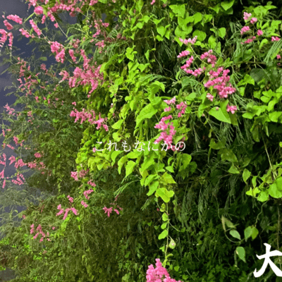 koremonanikano Front Cover