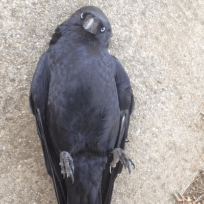 raven Front Cover