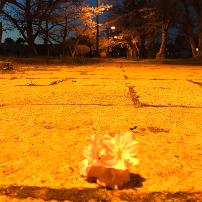 Bloom (feat. MEGXVI) Front Cover