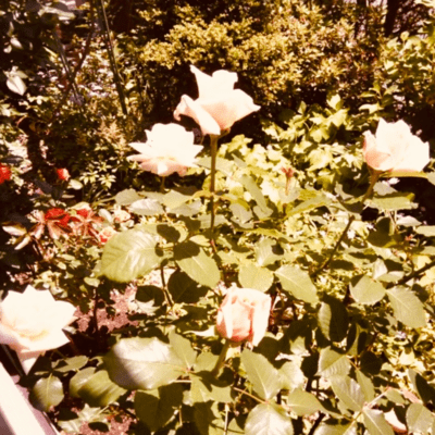 sepia garden Front Cover