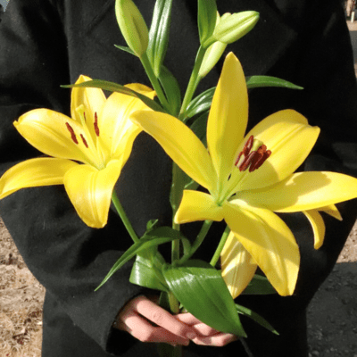 黄色い花のジャケット写真