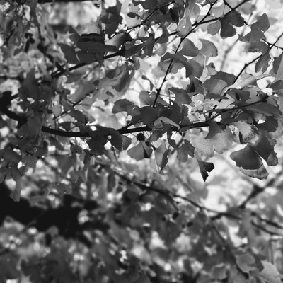 Nagareru Front Cover