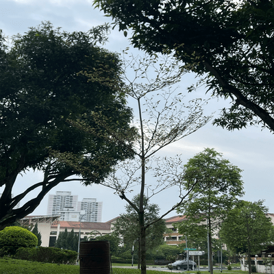 私たちのタペストリーのジャケット写真