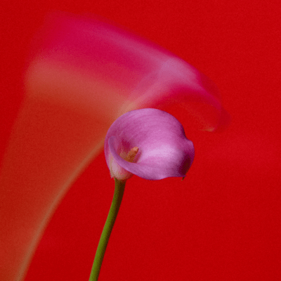 Fantasia (Jazzy soul mix)のジャケット写真