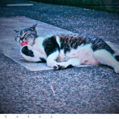 NYAAのジャケット写真