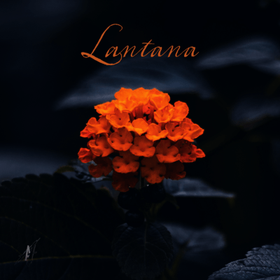 Lantana Front Cover