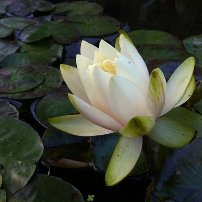 Sekai ha kyo mo utsukushi Front Cover