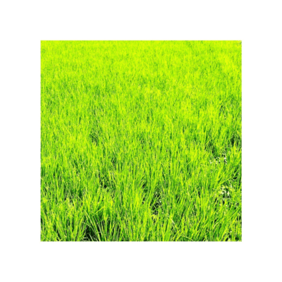 電脳夏記録のジャケット写真