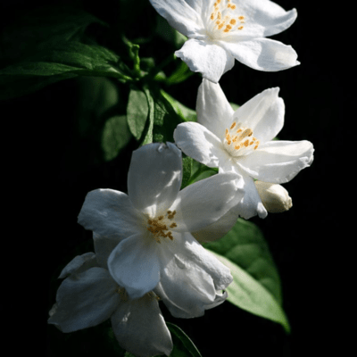 jasmine Front Cover