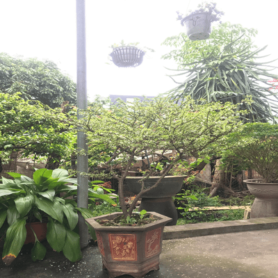 Captivated Front Cover