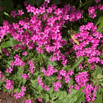 tell me you love me Front Cover