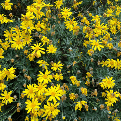 トキメキexpressのジャケット写真