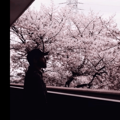 一本桜のジャケット写真