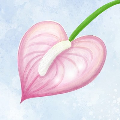 Anthrium Front Cover