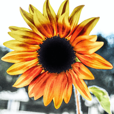 HIMAWARINOSAKANAINATSU Front Cover