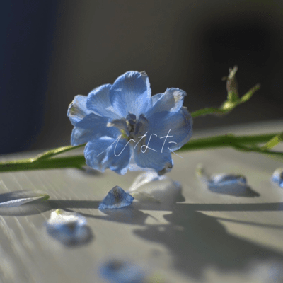 ひなたのジャケット写真