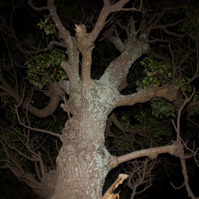 chopping boardのジャケット写真