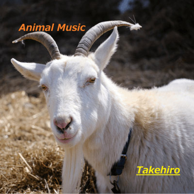 Animal Music Front Cover