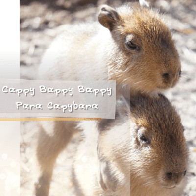 Cappy Bappy Bappy Para Capybara Front Cover