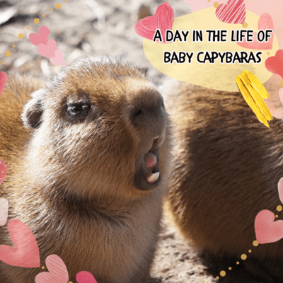 A Day in the Life of Baby Capybaras Front Cover