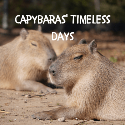 Capybaras' Timeless Days Front Cover