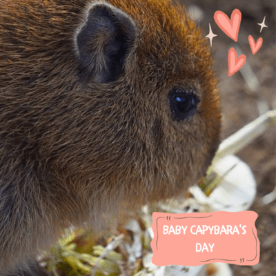 Baby Capybara's Day Front Cover