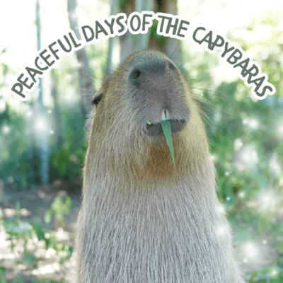 Peaceful Days of the Capybaras Front Cover