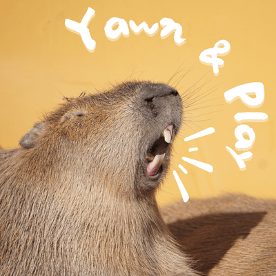 Yawn & Playのジャケット写真