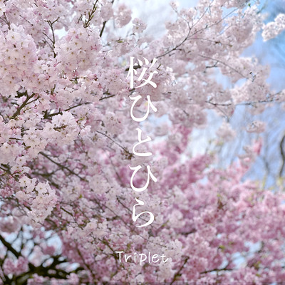 Sakurahitohira (2024 new-recording) Front Cover