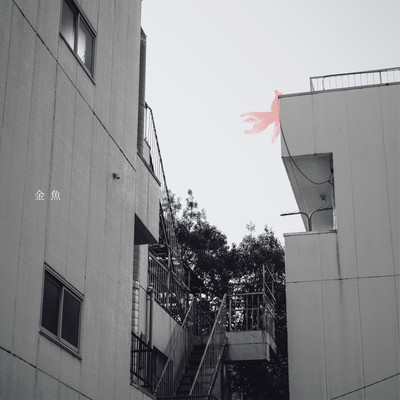 金魚のジャケット写真