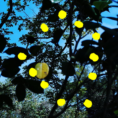 Yorunokoe Front Cover