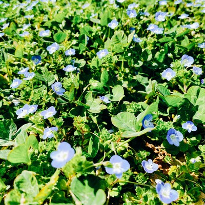 NOAのジャケット写真