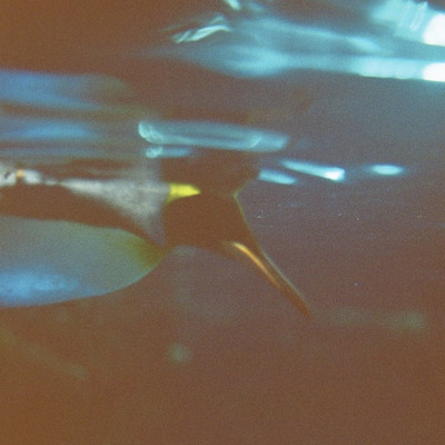 passionのジャケット写真