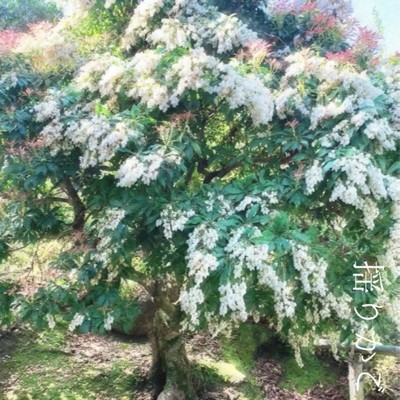 揺りかごのジャケット写真