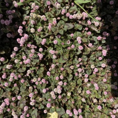 yureisenのジャケット写真