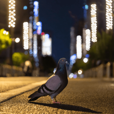 色彩のジャケット写真