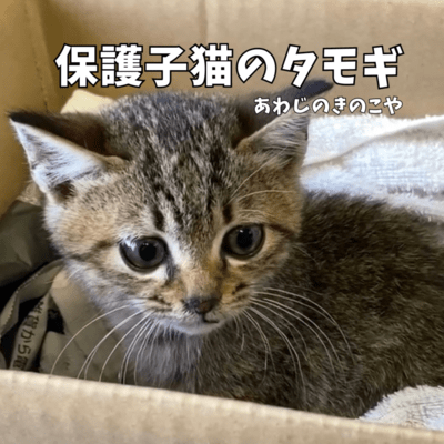 Tamogi, The Rescued Kitten Front Cover