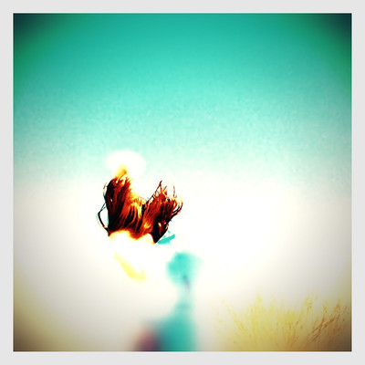 Northern Birds Front Cover